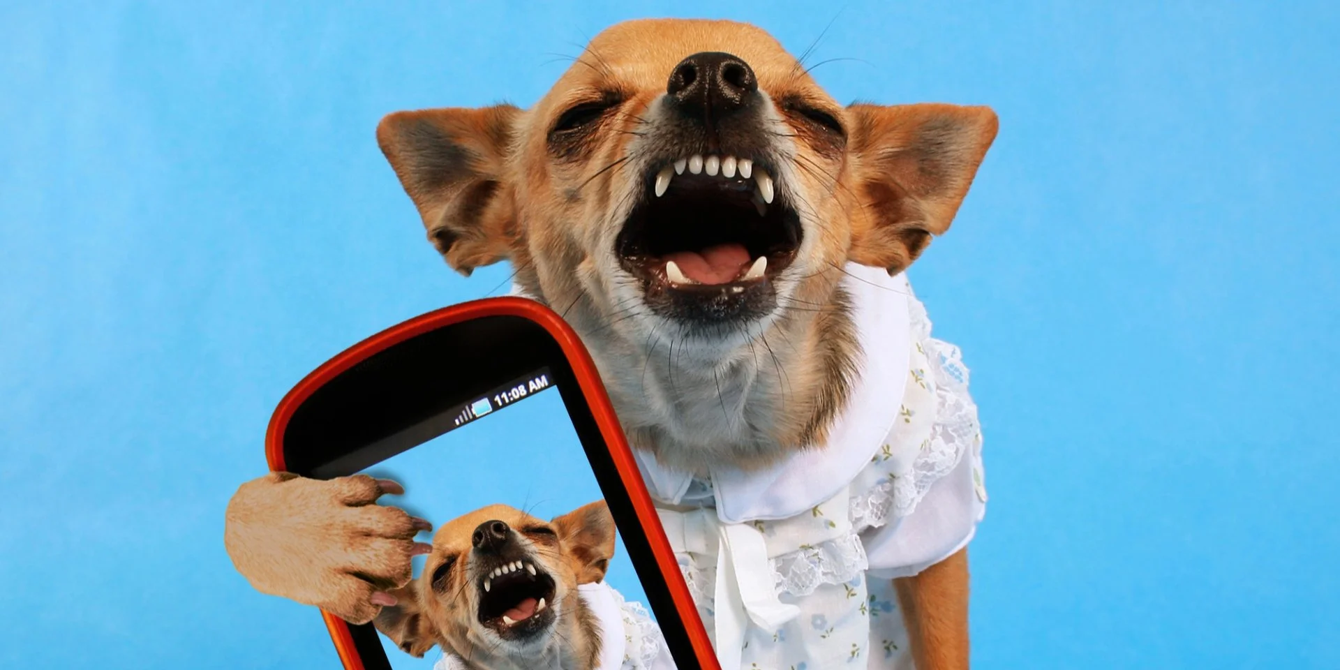 Дика ДНК. Дослідники з'ясували, що більше 64% сучасних порід собак походять від вовків.