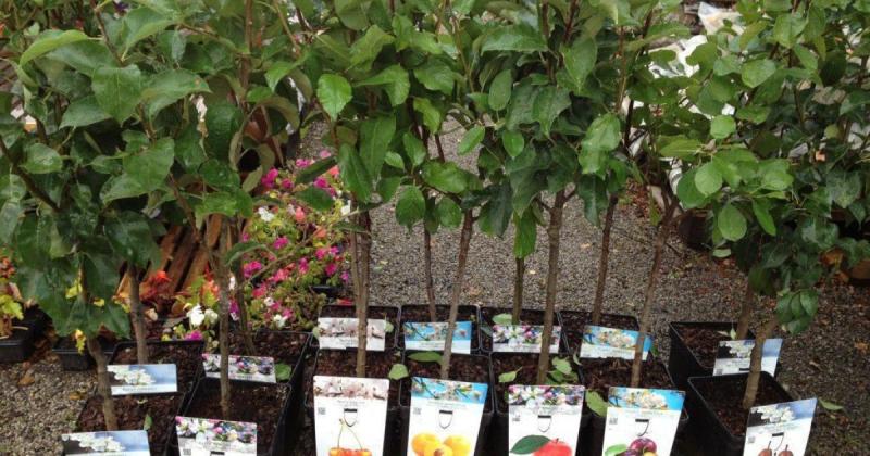 Коли оптимальніше придбати саджанці - навесні чи восени?