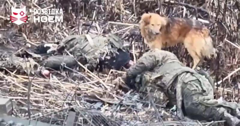 Місцеві собаки насолоджуються залишками окупантів на Костянтинівському напрямку. ВІДЕО