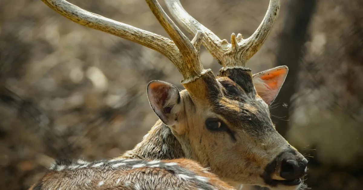 У Фінляндії спостерігається значна загибель оленів, і пастухи пов'язують це явище з війною Росії проти України.