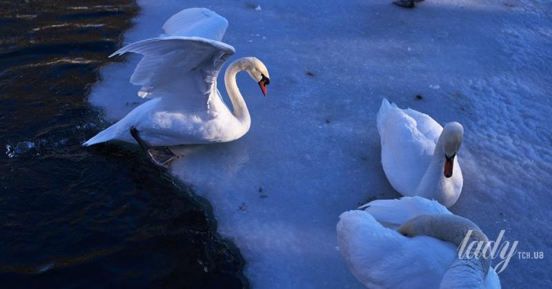 Що віщують зірки: астрологічний прогноз на період з 26 січня по 1 лютого 2026 року.