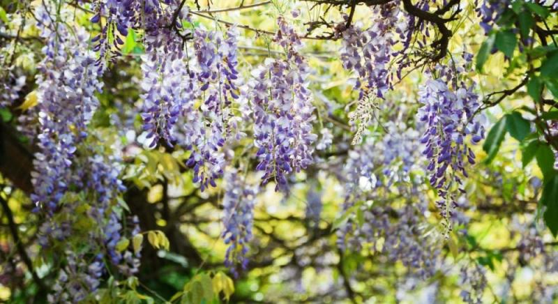 Привабливі, але небезпечні: 11 рослин, яких краще уникати біля вашого дому.