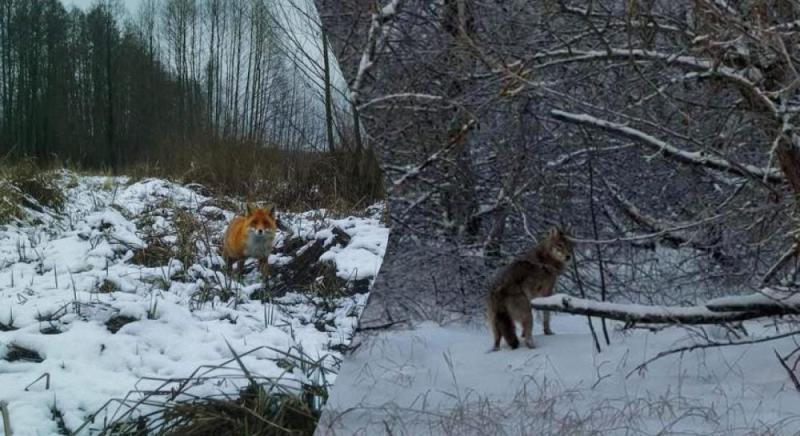 Прогулянки засніженими лісами: експерти продемонстрували жителів Чорнобильського заповідника (фото)