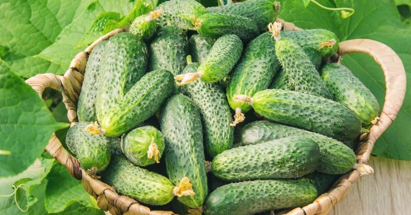 В Україні спостерігається зростання цін на огірки. Вони вже стали дорожчими на 61% у порівнянні з минулим роком.