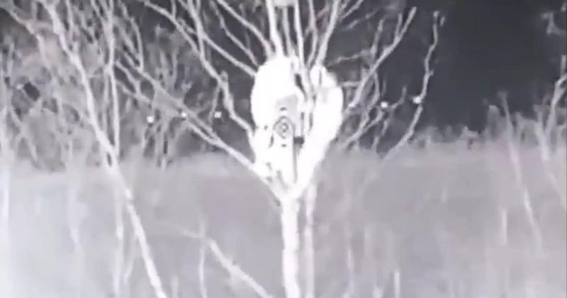 Прикордонники знищили двох ворогів, що ховалися на дереві, за допомогою дрона. ВІДЕО.