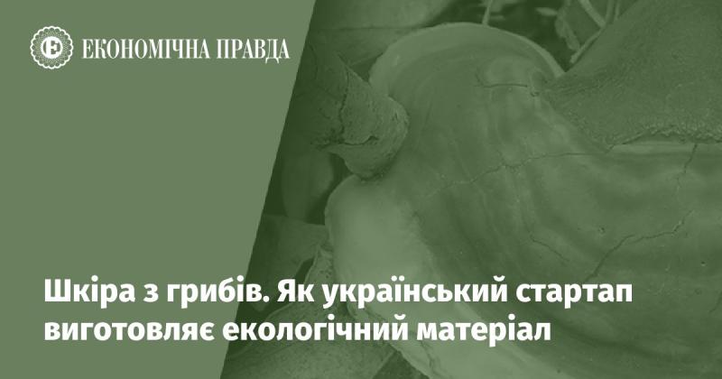 Грибна шкіра: Як український стартап створює екологічно чистий матеріал.