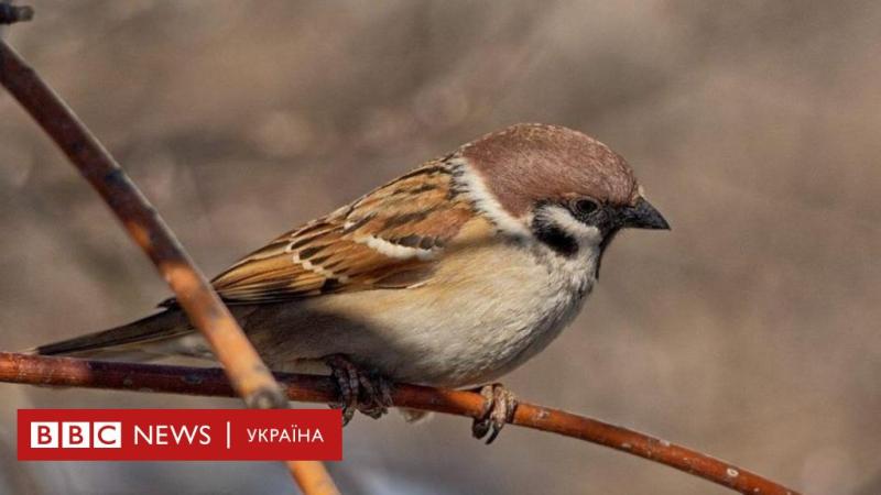 Чому в Україні зменшується кількість горобців - BBC News Україна