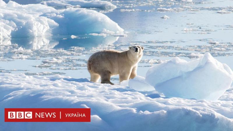 Врятував свою дружину. Чоловік стрибнув на спину білого ведмедя і, дивом, залишився живим - BBC News Україна.