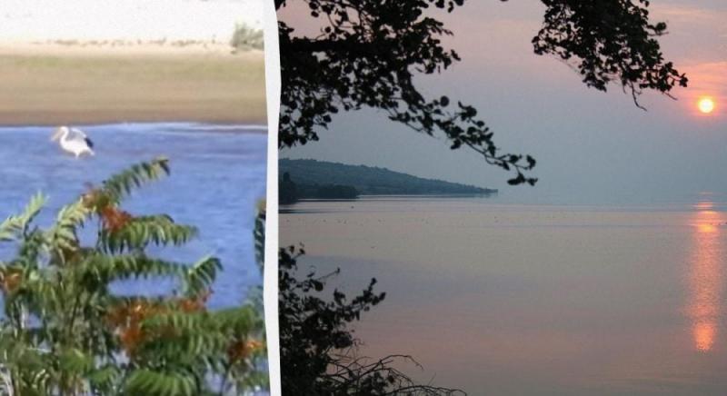 Неймовірна новина: на території Каховського водосховища з'явилися рідкісні птахи (відео)