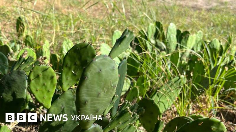 Вторгнення іноземних рослин. Чи варто протистояти диким кактусам в Україні - BBC News Україна