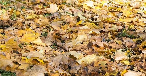 Ця помилка може знищити вашу клумбу взимку: чого слід уникати восени.