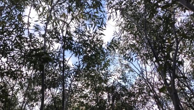 На площі, що колись займала Каховське водосховище, активно розвивається верба: деякі екземпляри досягли висоти більше 7 метрів.