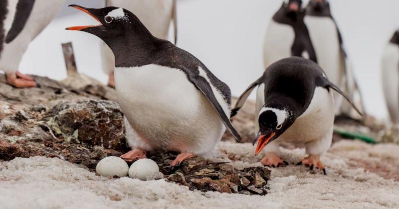 Як пінгвіни оберігають свої яйця від снігових бур: зворушливий відеоролик