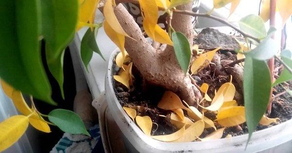 5 помилок, які призводять до облисіння фікуса: як зупинити опадання листя і врятувати рослину