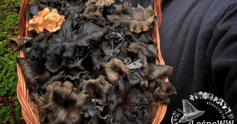 Чоловік вирушив у ліс і натрапив на незвичайні чорні гриби: як вони виглядають?