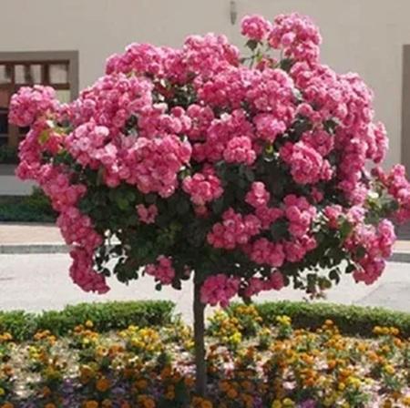 Штамбові троянди: садова тенденція 2025 року для приватних та комерційних ландшафтів.