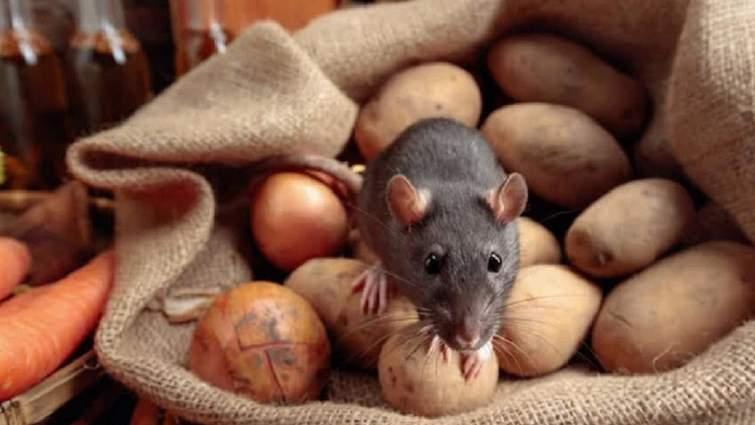 Ще одна жителька Львівщини стала жертвою лептоспірозу. Як забезпечити свою безпеку?