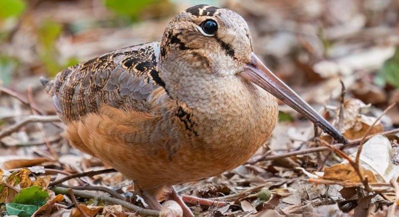Загадковий мешканець лісу: виявлено птаха з бездоганним камуфляжем.
