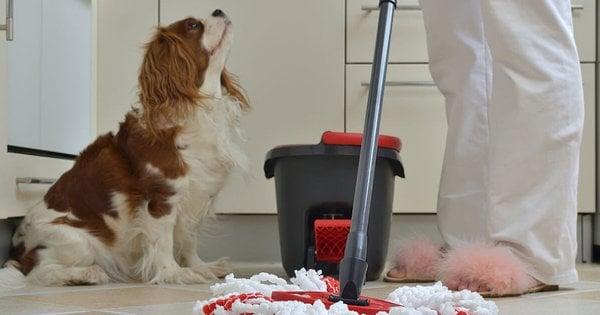 Ніколи не застосовуйте ці Cleaning products, якщо у вас є тварини вдома.