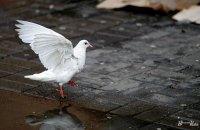 Завтра в Україні очікується похмура погода, температура підніметься до 5 градусів.