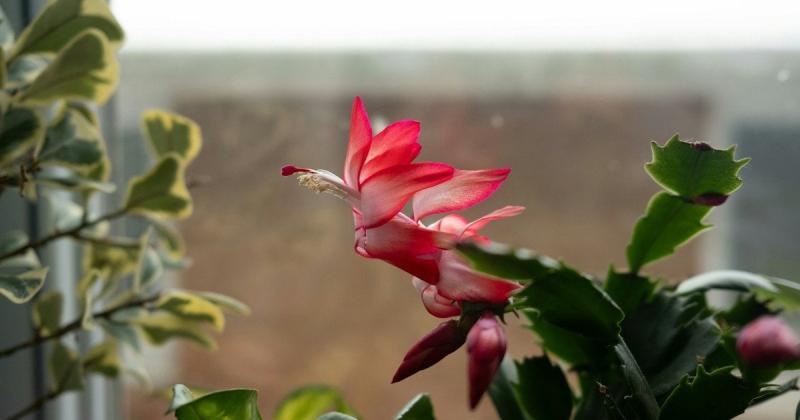 Таємниці яскравого цвітіння: прості способи розмноження різдвяного кактуса в домашніх умовах.