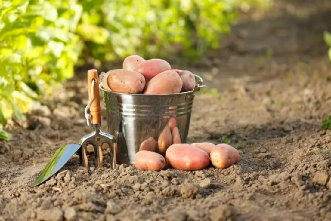 Як правильно висаджувати картоплю - Для людей на пенсії