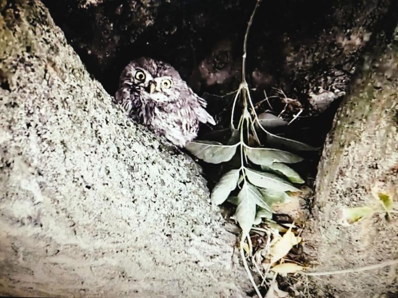 У Одеській області зафіксували рідкісного сича хатнього - дивіться фото на Цікаве 24.