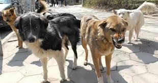 Як уберегти свого собаку від безпритульних тварин під час прогулянки: рекомендації фахівців з кінології та практичний план дій у випадку нападу зграї.