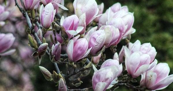 Шість ключових дій, які потрібно виконати взимку, щоб забезпечити цвітіння магнолії навесні.