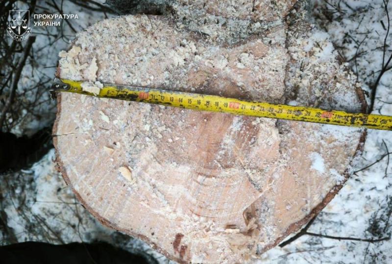 У Львівській області чоловік незаконно вирубав дерева в межах заповідної території.