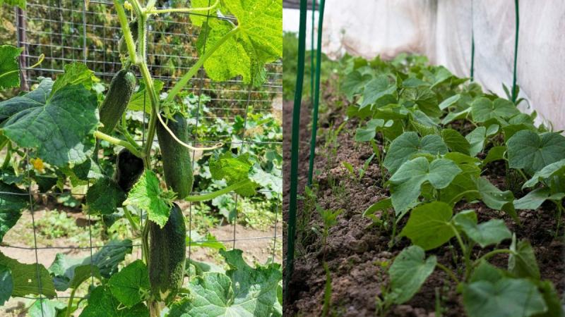 Коли варто висаджувати огірки? Досвідчені дачники визначили оптимальний місяць для цього.