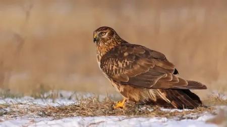 Лунь польовий, що з'явився в Криворізькому районі, став причиною широкого обговорення - чому його поява викликала таку хвилю зацікавленості?