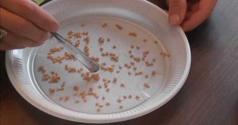 Насіння практично все проросте — достатньо лише замочити його в цьому розчині.