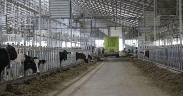 Керівник молочного підприємства на Рівненщині уникнув відповідальності за смерть працівника.