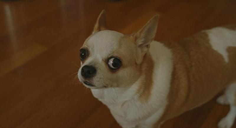 Що може означати, коли ваш пес дивиться на вас з-під лоба: фахівці вказали на цікавий знак.