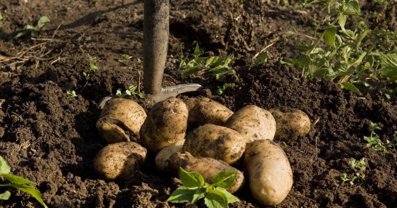 Коли оптимально висаджувати картоплю: до чи після Святого Воскресіння - думки спеціалістів.