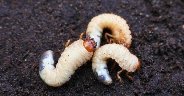 Небезпечні шкідники у вашому саду: способи боротьби з хрущами сьогодні ж