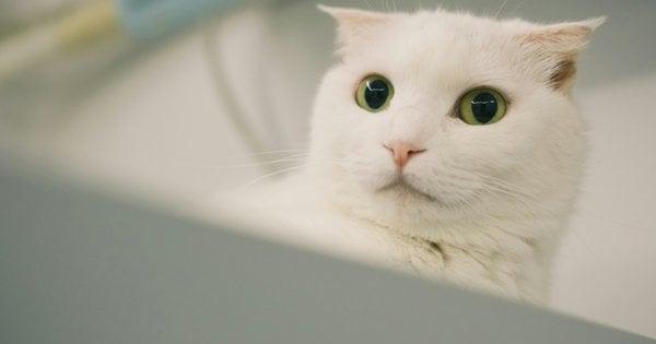 Несподіваний, гучний і величезний: чому вашому коту так страшно від пилососа?