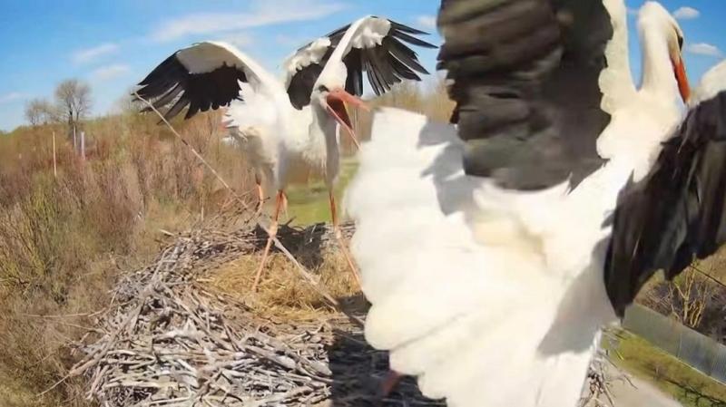 Лелеки не змогли домовитися про гніздо в Леляках: Одарка знову повернулася.