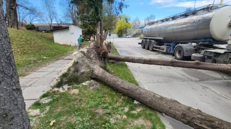 Шалений вітер вирвав дерева з корінням у різних куточках Львова.