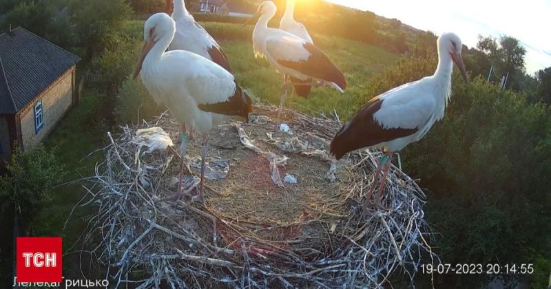 Лелечі інтриги: Одарка та Грицик повернули свій дім, а тепер суспільство активно дискутує про 