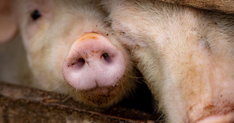 Ціни на закупівлю свиней живою вагою з 13 по 19 квітня 2026 року – Delo.ua