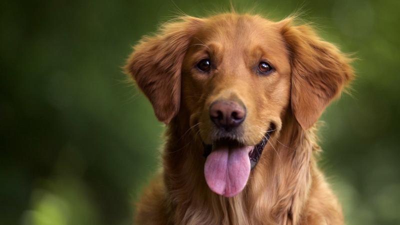 Телебачення для собак стає все більш популярним - чи дійсно воно ефективне? - Радіо Максимум