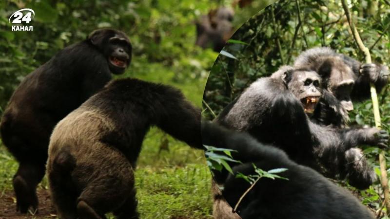 Громадянська війна серед шимпанзе: дослідники виявили незвичайний випадок, який відображає поведінку людей.