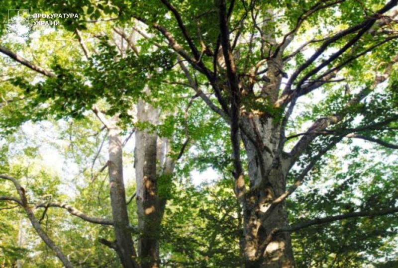 У Львівській області буде оголошено про охорону стародавнього пралісу 