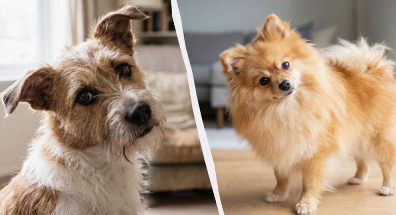 Згадують слова чи, можливо, мають проблеми із зором: що насправді спонукає собак нахиляти голову?